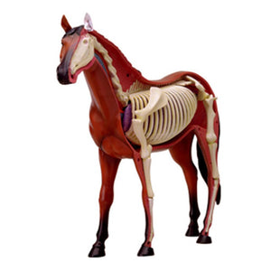 Anatomía de caballo de visión 4D