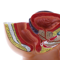 Modelo anatómico de Pelvis masculina con próstata
