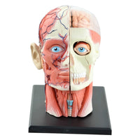 Modelo Anatomico cabeza
