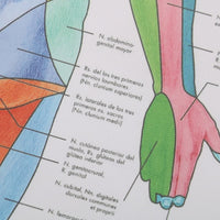 Poster Anatomia humana
