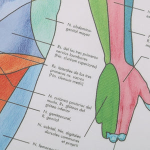 Poster Anatomia humana