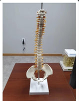 Modelo anatomia de columna vertebral humana con Pelvis
