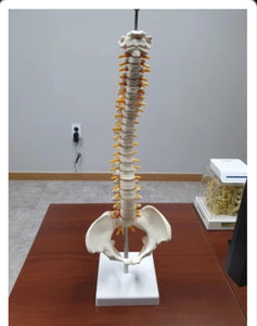 Modelo anatomia de columna vertebral humana con Pelvis