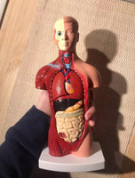 Modelo anatomico de cuerpo humano (torso)
