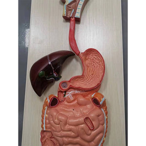 Modelo anatómico de sistema digestivo