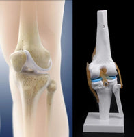 modelo anatómico de articulación de rodilla de tamaño real
