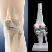 modelo anatómico de articulación de rodilla de tamaño real