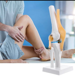 modelo anatómico de articulación de rodilla de tamaño real