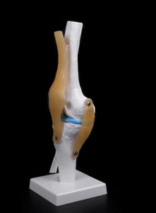 modelo anatómico de articulación de rodilla de tamaño real