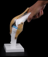 modelo anatómico de articulación de rodilla de tamaño real
