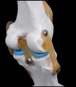 modelo anatómico de articulación de rodilla de tamaño real