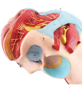 Pelvis humana femenina con el piso pélvico, músculos y nervios