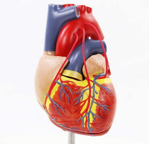 Modelo Bypass de corazón humano de tamaño real