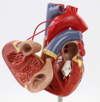 Modelo Bypass de corazón humano de tamaño real
