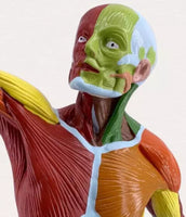 Modelo anatómico muscular humano colorido 50 CM
