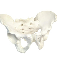 Modelo Anatomico de Pelvis Humana
