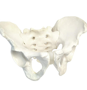 Modelo Anatomico de Pelvis Humana