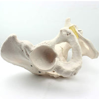 Modelo Anatomico de Pelvis Humana
