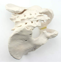 Modelo Anatomico de Pelvis Humana
