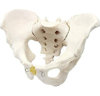 Modelo Anatomico de Pelvis Humana
