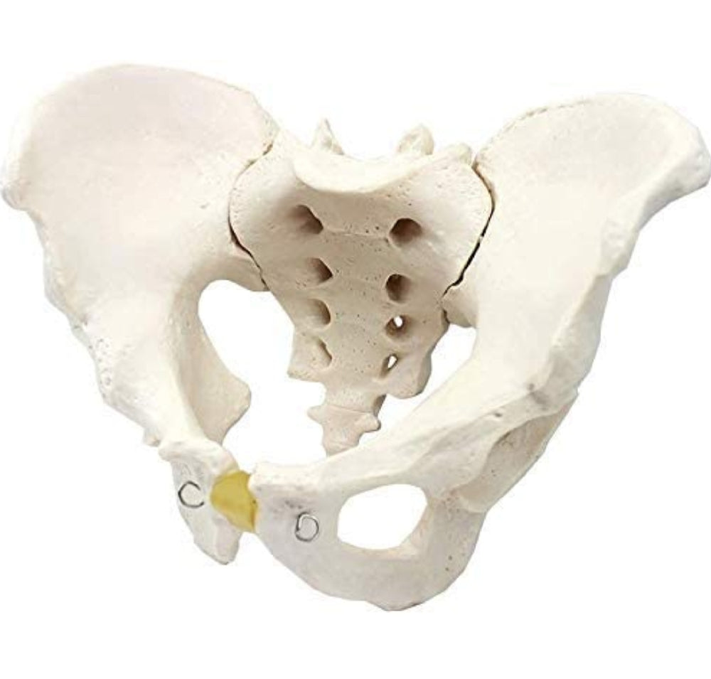 Modelo Anatomico de Pelvis Humana