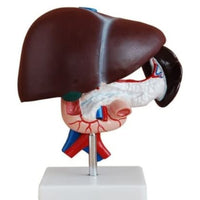 Modelo anatomico hígado con páncreas Desmontable