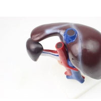 Modelo anatomico hígado con páncreas Desmontable