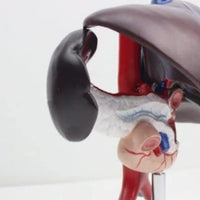 Modelo anatomico hígado con páncreas Desmontable