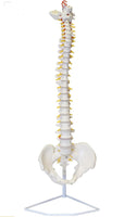 Columna vertebral flexible 85cm
