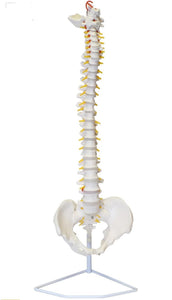 Columna vertebral flexible 85cm