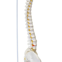 Columna vertebral flexible 85cm