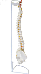 Columna vertebral flexible 85cm