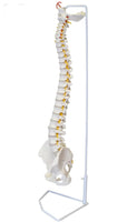 Columna vertebral flexible 85cm
