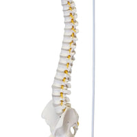 Columna vertebral flexible 85cm
