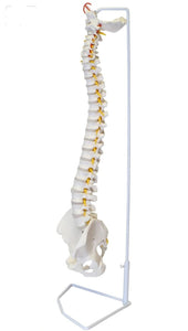 Columna vertebral flexible 85cm