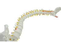 Columna vertebral flexible 85cm
