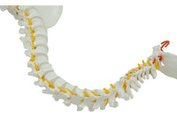 Columna vertebral flexible 85cm
