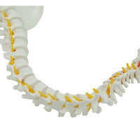 Columna vertebral flexible 85cm