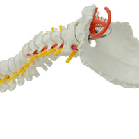 Columna vertebral flexible 85cm