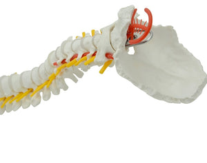 Columna vertebral flexible 85cm