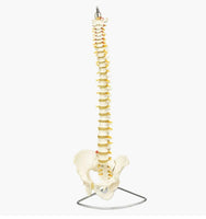 Columna vertebral flexible 85cm
