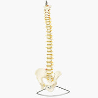 Columna vertebral flexible 85cm