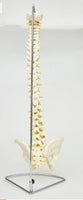 Columna vertebral flexible 85cm
