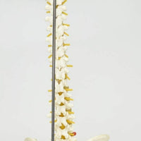 Columna vertebral flexible 85cm