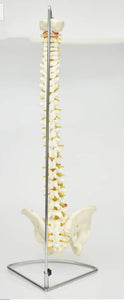 Columna vertebral flexible 85cm