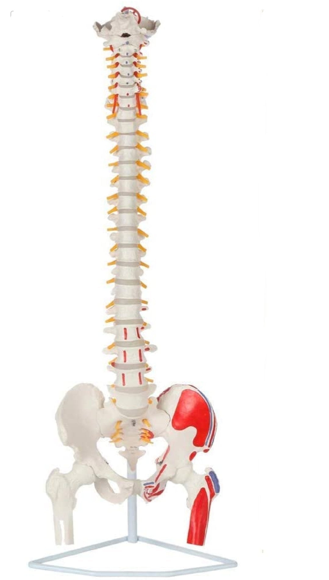 UIGJIOG Modelo De Columna Vertebral Completa Premium Modelo Anatómico  Columna Vertebral Humana Modelo De Médula Espinal 34 con Vértebras Nervios