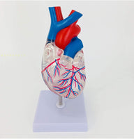 Modelo anatomico de corazon  humano transparente
