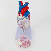 Modelo anatomico de corazon  humano transparente
