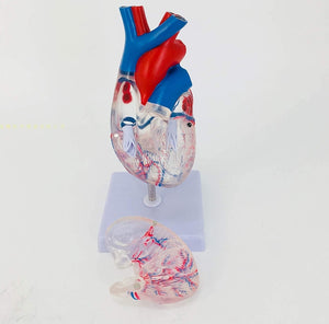 Modelo anatomico de corazon  humano transparente