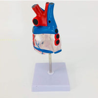 Modelo anatomico de corazon  humano transparente
